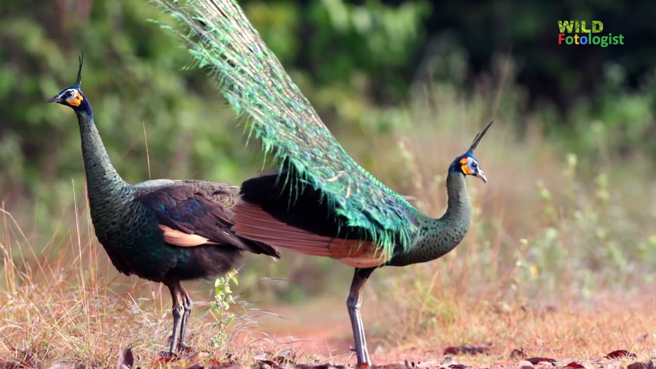 Peacock Dec2025, Dong Yai Wildlife Sanctuary