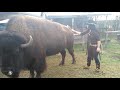 Bison gets Pampered by CowGirl