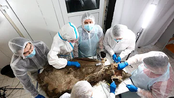 Тушу древнего медведя вскрыли якутские ученые для исследований