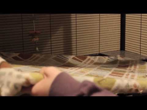 How To Clean a Chinchilla Cage