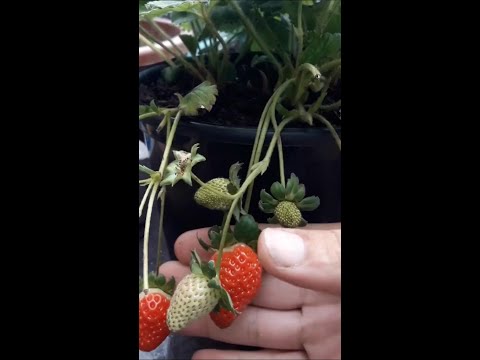 Vídeo: Albion Strawberry Info - Cultivando e cuidando de plantas de morango Albion