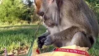 My Monkey Opening Fan Mail From Queen Richard