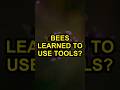 Bees Learned To Use Tools
