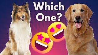 Collie VS Golden Retriever - Which is Better FOR YOU ? by Dog Fanatic ! 480 views 1 year ago 9 minutes, 26 seconds