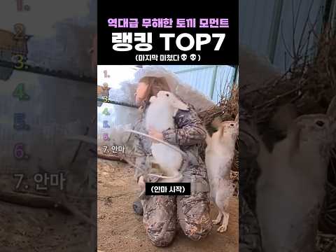 역대급 무해한 토끼 모먼트 랭킹 TOP7