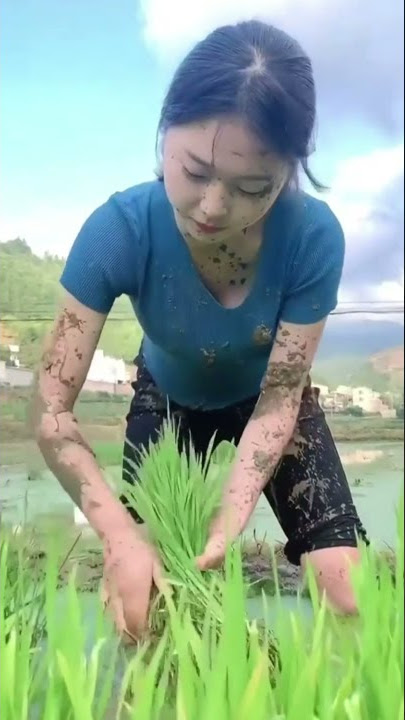 cewek cantik menanam padi #shorts #cewekcantik #videoviral