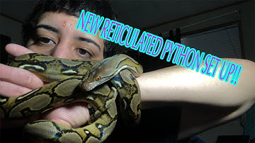 RETICULATED PYTHON SET UP!!