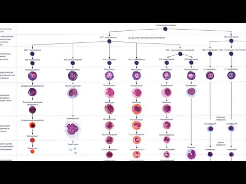 Видео: Это гемопоэз или гемопоэз?