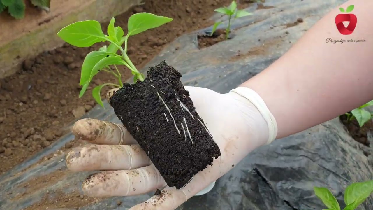 Перец от семени до плода