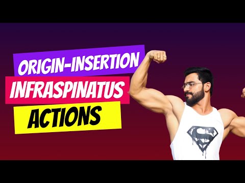 Infraspinatus Origin Insertion Action