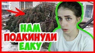 СОСЕДИ НАМ ПОДКИНУЛИ ЕЛКУ! Война с соседями СОСЕДИ НАМ ПОДКИНУЛИ ЕЛКУ! Война с соседями