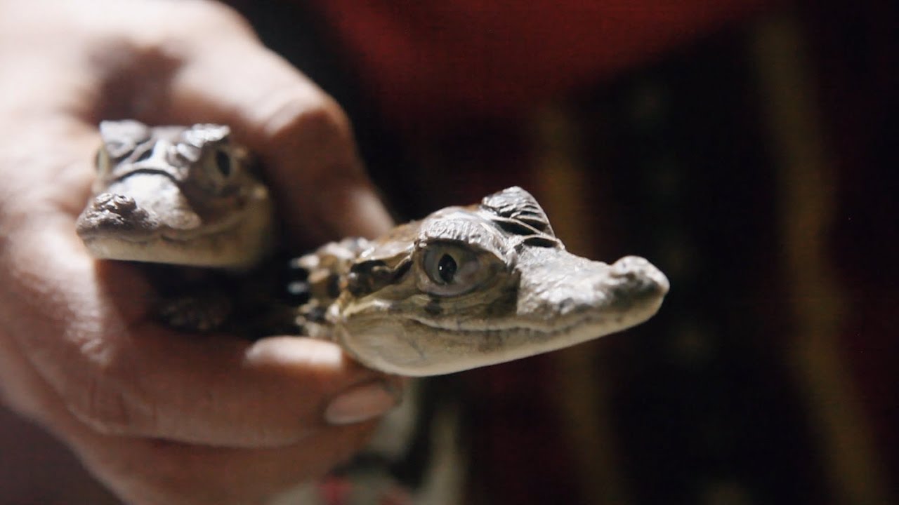 Dateline Shorts: Animal trafficking in the Amazon