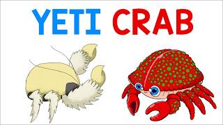 The Furry Yeti Crab | Animation