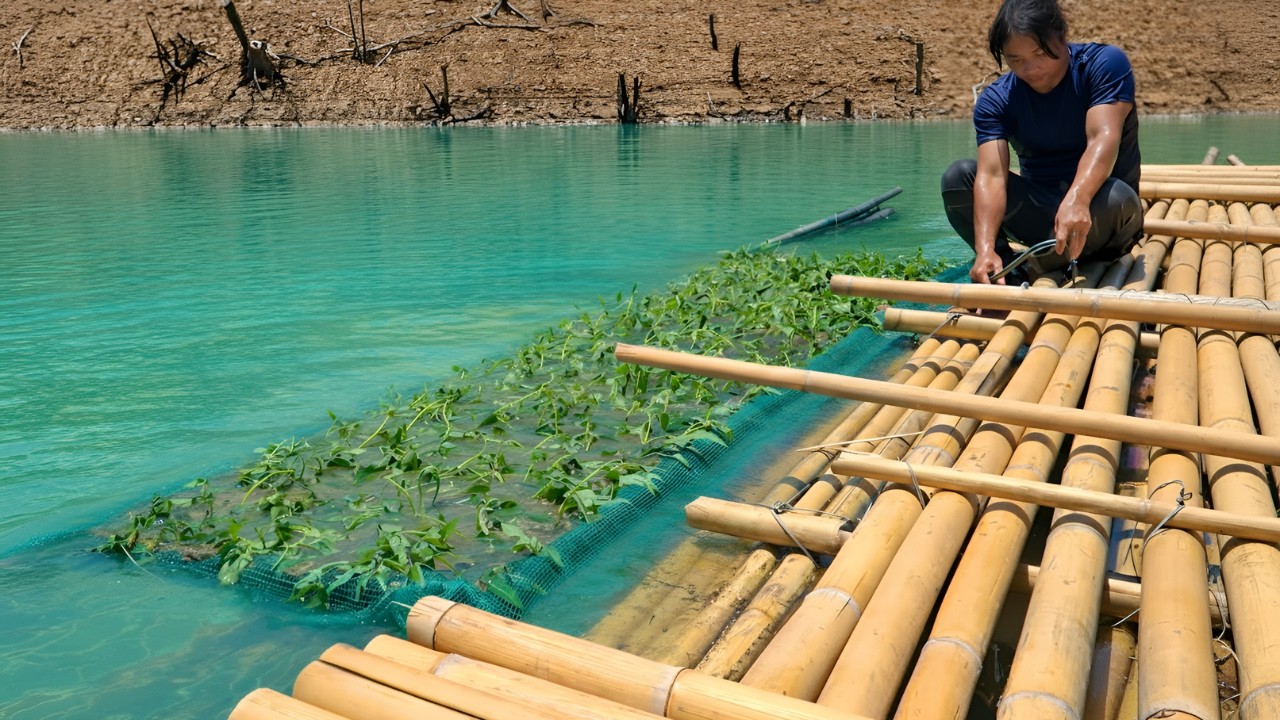 Building rafts for growing vegetables on the river, fishing, cooking - Taking care of the ducks