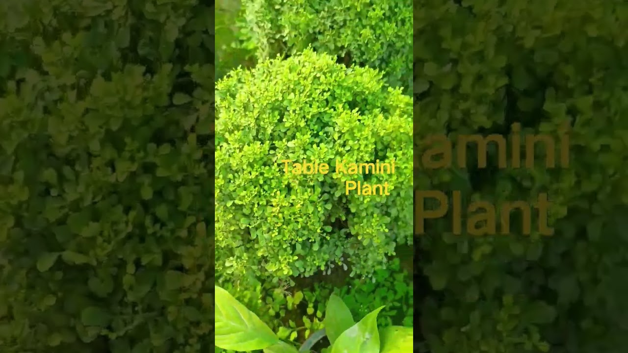 Table Kamini Plant Beautiful Houseplant 
