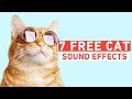 7 free cat sound effects  shutterstock tutorials