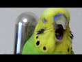 大あくびするセキセイインコ