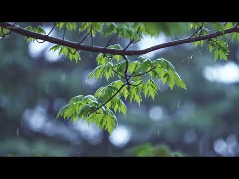 سورة هود عبدالله خياط بدون اعلانات  