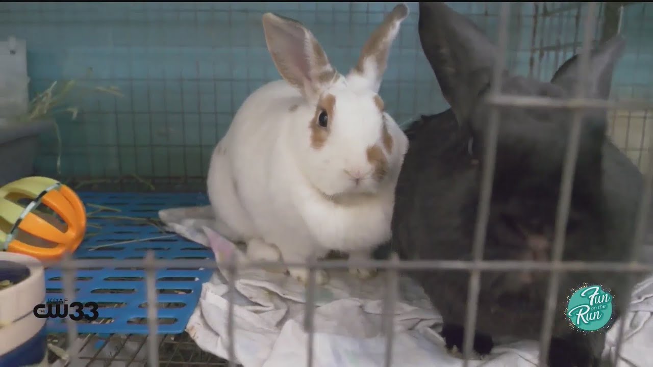 DFW bunnies have received a lot of help thanks to the North Texas ...