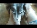 ママへの愛情が深すぎるワンコ。