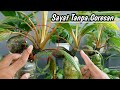 CARA SAYAT BONSAI KELAPA TANPA GORESAN