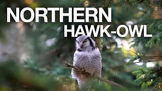 Northern Hawk-owl