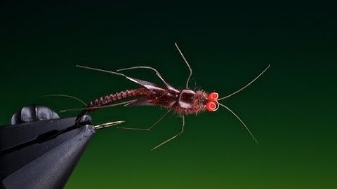 Tying a Stone fly nymph with Barry Ord Clarke