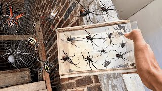 HUNTING Thousands of Spiders in around us 🕷️
