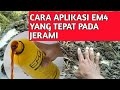 Waktu dan cara yang tepat semprot em4