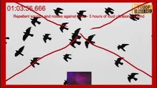 Repellent sounds and noises against birds - 3 hours of loud ultrasonic sound