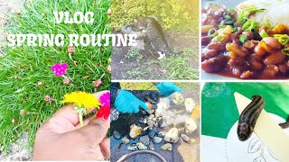 Spring Time Gardening Painting Cooking Aquarium Stone Prep Animals Insects Slugs