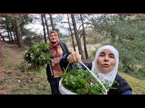 Video: Lale ağacı ne kadar uzun olur?