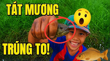 Tát mương bắt cá vui nhộn | Trải nghiệm dân dã miền Tây