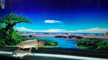 Cá rồng đep. Thiên đường cá cảnh. 1