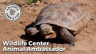 Desert Tortoise  Arizona Game and Fish Wildlife Center Animal Ambassador