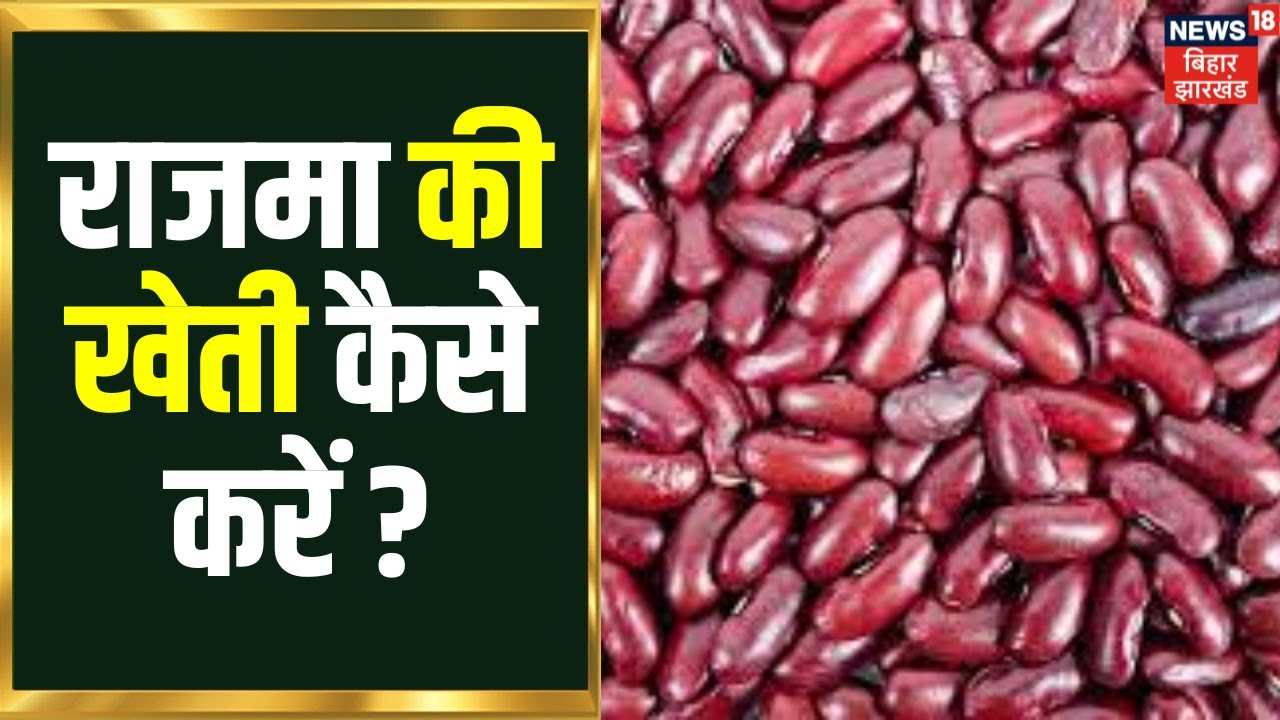 Structure Rajma Annadata | राजमा की खेती कैसे करें ? यहां जानें | Rajma Ki Kheti in ...