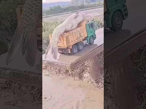 1000 kg fish