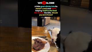 Your Goat Takes Your Seat, Then STEALS YOUR Food Mid-Bite Right Away
