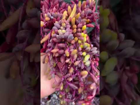 Ruby Necklace Succulent #plants #succulents #queenofsucculents #