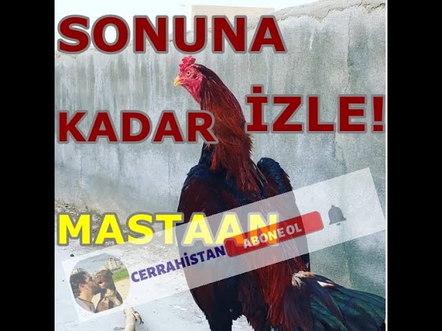 Ochiq vaginalar haqida ochiq video