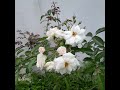 home garden #  climbing roses#  white roses starting to bloom