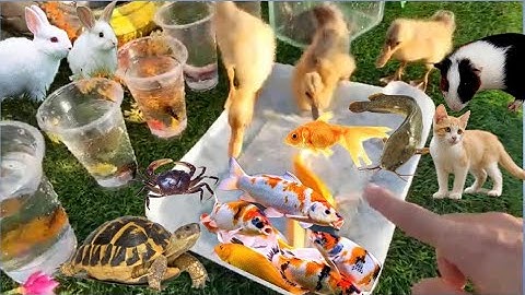 Khám phá thế giới của các con vật dễ thương, bắt thỏ mèo cá cảnh, cá koi, cá trê lớn, cá lau kiếng