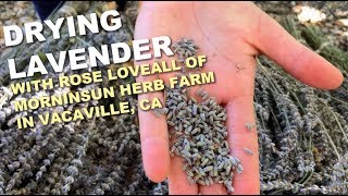 6/6 Prepping Dried Lavender at Morningsun Herb Farm by Morningsun Herb Farm 2,627 views 5 years ago 4 minutes, 1 second