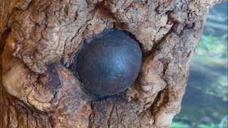 craziest things found grown into trees from cannon balls to ww1 machine guns.