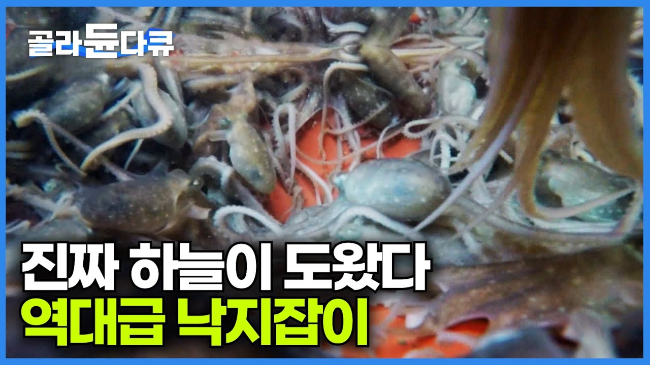 한 마리에 15,000원 낙지를 쓸어 담는 기술자들｜한국에서 낙지가 가장 잘 잡히는 명소｜극한직업｜#골라듄다큐