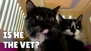 Cats hid before going to the vet | Uni and Nami