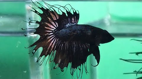 Betta Crowntail black| Mua Cá betta đuôi tưa đen cực ngầu| Cá đuôi tưa| Betta Tưa tại Super Betta