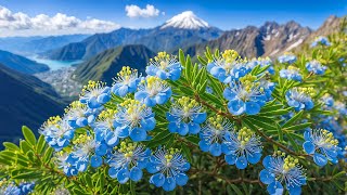 Healing Harmony: Music for the Heart and Blood Vessels 🌿