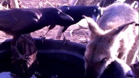 Crows removing ticks, part 4 - small ticks and other happenings