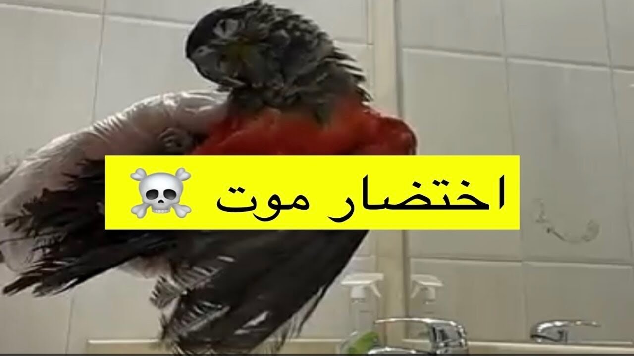 في وضع مو ت ☠️ 💀 ببغاء 🦜 كنيور له ١٤ يوم متشنج